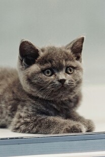 可爱灰猫趴卧姿态展示