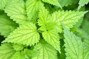 嫩绿荨麻叶特写