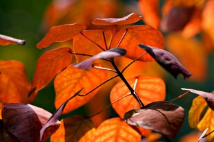 秋日艳丽枫叶特写