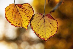 秋日枝头的两片斑斓树叶