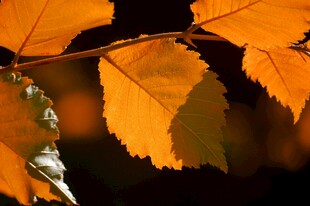 秋日金黄树叶特写