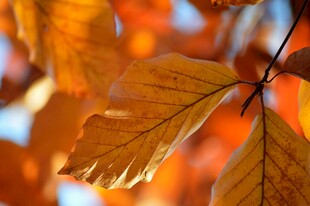 秋日阳光下的斑斓树叶