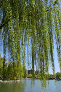 春柳风景 