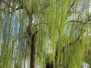 春柳风景 