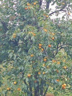 枝头挂满橙黄柿子树