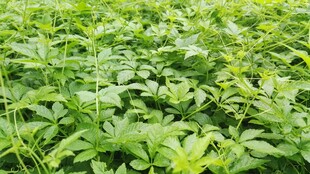 绞股蓝 绿意盎然的植物田地