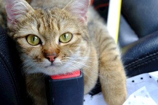 可爱猫咪车内好奇张望