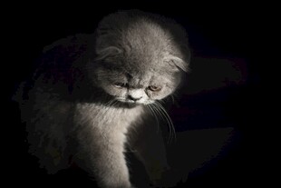 暗光下的可爱猫咪