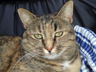 条纹猫咪惬意躺卧