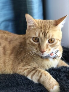 橘猫趴卧眼神灵动可爱