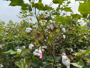棉田中的洁白棉花绽放