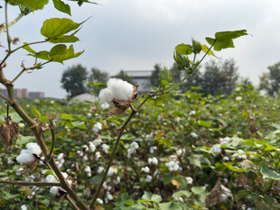 棉田中的洁白棉花绽放