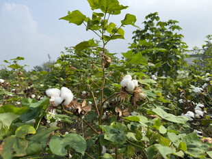 棉田中的洁白棉花绽放