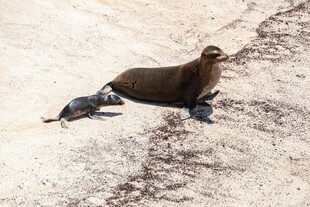 沙滩上的海狮与幼崽