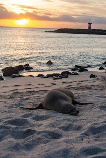 沙滩上休憩的海豹与日落