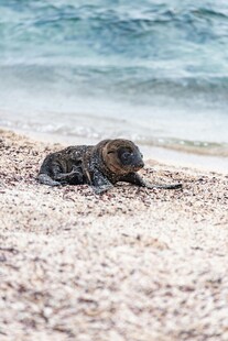 沙滩上休憩的小海豹