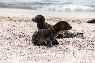沙滩上的可爱小海豹
