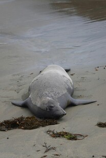 沙滩上休憩的海豹