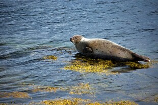 海面上休憩的海豹