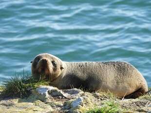 海边休憩的海狮