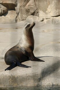 岩石上休憩的可爱海狮
