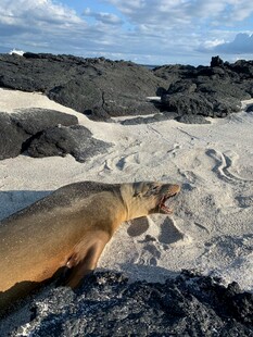 沙滩上休憩的海狮