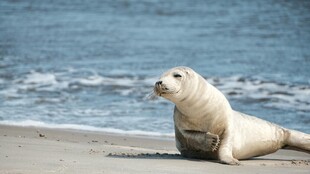 沙滩上休憩的可爱海豹
