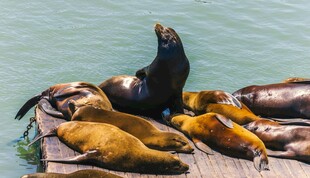 海狮聚集在码头休憩