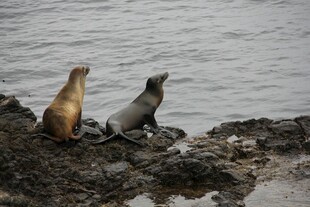 岸边的两只海狮