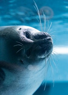 可爱海豹特写