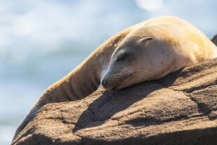 海狮惬意趴卧在岩石上