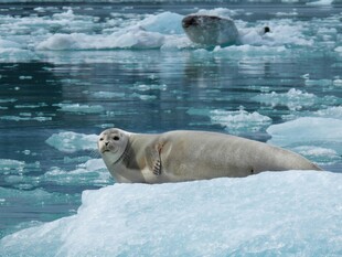 冰面上休憩的海豹