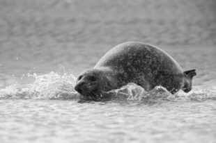 海豹在水中嬉戏