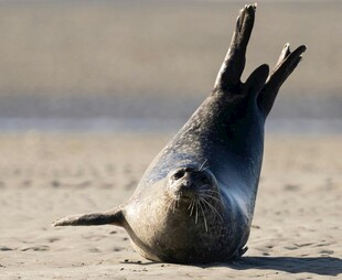 沙滩上倒立的可爱海豹