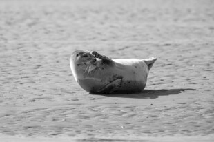 沙滩上的可爱小海豹