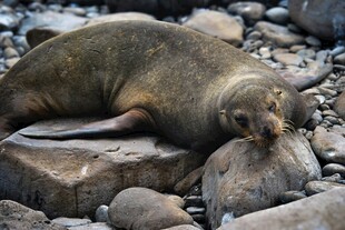 海狮休憩于石滩