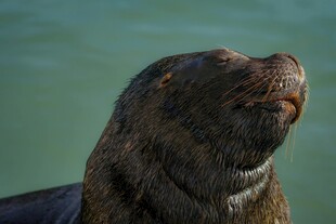 海狮特写