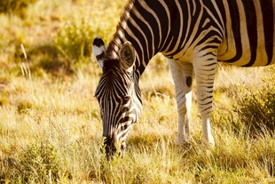 斑马于草地低头觅食