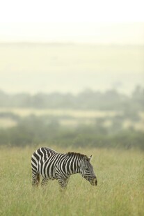 草原上独行的斑马