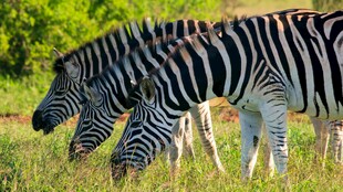 草原上低头吃草的斑马群