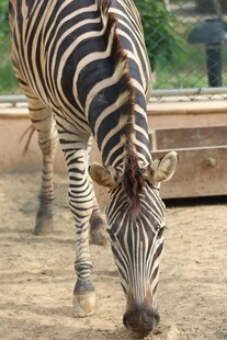 低头觅食的斑马