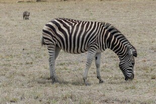 草原上低头吃草的斑马