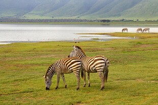 草原上的斑马群