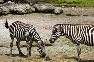 草原上的两只斑马