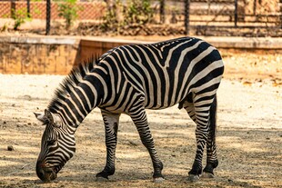 低头进食的斑马
