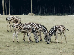 草原上的斑马群在觅食