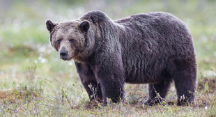 野外站立的灰熊