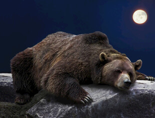 月夜下休憩的棕熊