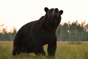 草原上的站立黑熊