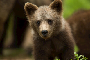 可爱小熊幼崽森林中